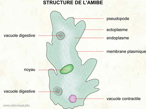 Amibe (Dictionnaire Visuel)